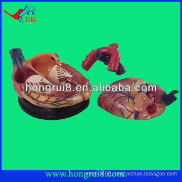 high quality Human medical anatomical heart model for sale new style 4 times enlarged anatomical heart model